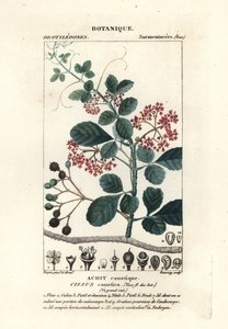 نبات شجرة الملعقة، Cissus obovata بواسطة ستانغي ستانغي