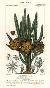 زهرة نجم البحر أو نبات الجيف ، Stapelia hirsuta