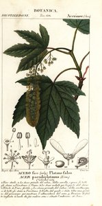 الجميز القيقب أو القيقب الكواكب ، Acer pseudoplatanus بواسطة ستانغي ستانغي