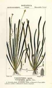 عشب الشريط أو عشب ثعبان البحر Vallisneria spiralis