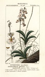 Tolumnia guttata orchid بواسطة ستانغي ستانغي