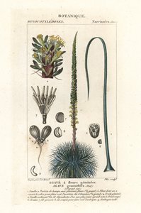 الصبار التوأم المزهر ، Agave geminiflora بواسطة ستانغي ستانغي
