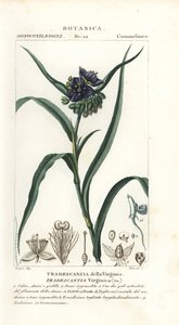 فرجينيا العنكبوت ، Tradescantia virginiana