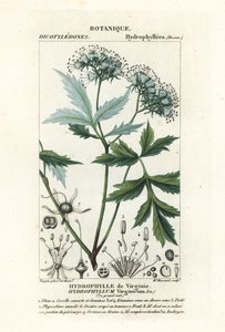 فرجينيا Waterleaf ، Hydrophyllum virginianum بواسطة ستانغي ستانغي