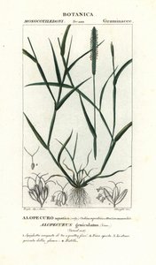 ذيل الثعلب المائي ، Alopecurus geniculatus بواسطة ستانغي ستانغي