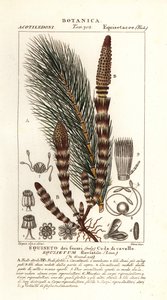 ذيل حصان الماء ، Equisetum fluviatile بواسطة ستانغي ستانغي
