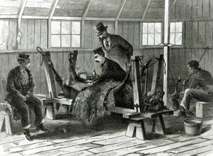 أخذ فيروس من العجل ، رسم توضيحي من "هاربر ويكلي" عام 1872 بواسطة ستانلي فوكس