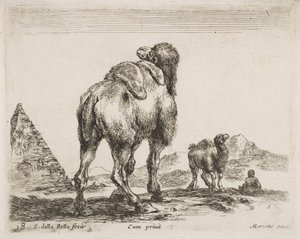 ينظر الجمل من الخلف ، حانة. 1641 من Diversi Animali