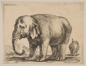 اللوحة 10: فيل ، من حيوانات مختلفة Diversi animali ، ca. 1641. بواسطة ستيفانو ديلا بيلا