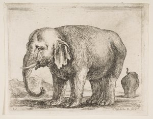 اللوحة 10: فيل ، من حيوانات مختلفة Diversi animali ، ca. 1641. بواسطة ستيفانو ديلا بيلا