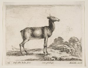 اللوحة 15: ظبية ، من حيوانات مختلفة حيوانات مختلفة ، كاليفورنيا. 1641. بواسطة ستيفانو ديلا بيلا