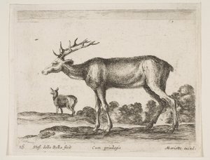 اللوحة 16: الأيل ، من الحيوانات المختلفة Diversi animali ، ca. 1641. بواسطة ستيفانو ديلا بيلا
