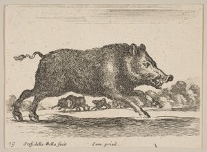 اللوحة 19: خنزير بري ، من حيوانات مختلفة Diversi animali ، ca. 1641. بواسطة ستيفانو ديلا بيلا