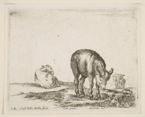 اللوحة 24: الحمير من الحيوانات المختلفة Diversi animali، ca. 1641. بواسطة ستيفانو ديلا بيلا