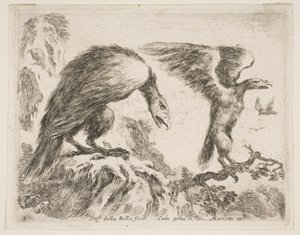 اللوحة 2: النسر والنسر ، من الحيوانات المختلفة Diversi animali ، ca. 1641. بواسطة ستيفانو ديلا بيلا