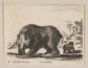 اللوحة 4: دب ، من "حيوانات مختلفة" Diversi animali ، كاليفورنيا. 1641. بواسطة ستيفانو ديلا بيلا