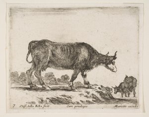 اللوحة 7: ثور ، من حيوانات مختلفة Diversi animali ، ca. 1641. بواسطة ستيفانو ديلا بيلا