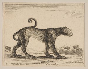 اللوحة 9: نمر من حيوانات مختلفة Diversi animali، ca. 1641. بواسطة ستيفانو ديلا بيلا