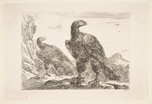 نسرين ، من "Eagles" Les aigles ، كاليفورنيا. 1651. بواسطة ستيفانو ديلا بيلا
