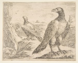 نسران ، من النسور Les aigles ، كاليفورنيا. 1651. بواسطة ستيفانو ديلا بيلا
