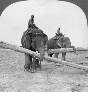 الفيلة تعمل في ساحة الخشب ، رانغون ، بورما ، 1908
