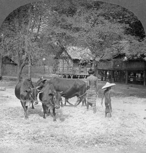 دراس أرز ، أمارابورا ، بورما ، 1908 بواسطة شركة السفر ستيريو