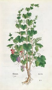 لوحة نباتية للعنب (Vitis Vinifera) من De Historia Stirpium بواسطة Leonard Fuchs (1501-66) 1543 بواسطة المدرسة السويسرية