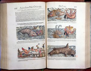 ربط الحيتان والحيتان ، من Appendix historiae quadrupedum ، viviparorum et ovipororum بواسطة Conrad Gesner (1516-65) السويسري الطبيعي ، 1554 (نقش الألوان) بواسطة المدرسة السويسرية