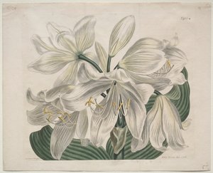 مجلة نباتية أو حديقة زهور معروضة: White Cape - Coast Lily ، 1806. بواسطة سيدنهام تيست إدواردز