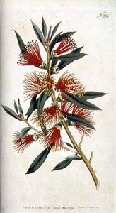 Metrosideros (Metrosideros citrina) قاسية الأوراق ، من William Curtis 'The Botanical Magazine' (أو 'Flower Garden Displayed') ، نقشها F. Sansom ، حانة. 1794 (نقش) بواسطة سيدنهام تيست (بعد) إدواردز