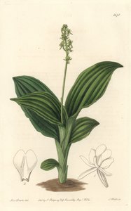 African Liparis Orchid - Water forte by S. Watts من رسم توضيحي لسارة آن دريك (1803-1857) ، من السجل النباتي بواسطة سيدنهام تيست إدواردز