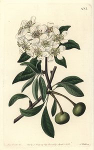 الكمثرى ذات الأوراق اللوزية - الكمثرى اللوزية الأوراق ، Pyrus amygdaliformis (الكمثرى الثلجي ، Pyrus nivalis). نقش على لوح نحاسي ملون يدويًا بواسطة S. Watts بعد رسم توضيحي لسارة دريك من سجل نباتات سيدنهام إدواردز ، ريدجواي ، لندن بواسطة سيدنهام تيست إدواردز