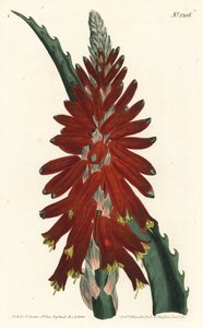 شجرة الصبار - الصبار الضيق الأوراق ، الألوة arborescens. نقش على لوح نحاسي ملون يدويًا بواسطة F. Sansom Jr. بعد رسم توضيحي لسيدنهام إدواردز من مجلة William Curtis النباتية ، T. Curtis ، لندن بواسطة سيدنهام تيست إدواردز