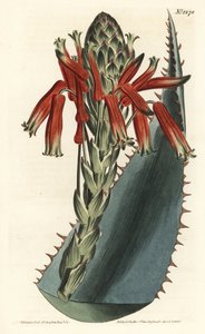 Aloe variete - Blue aloe, Aloe glauca (Red-spined glaucous aloe, Aloe rhodacantha) - Handcoloured copperplate engraving by F. Sansom Jr. after an illustration by Sydenham Edwards from William Curtis