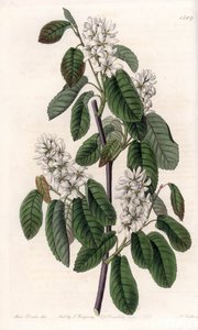 Amelanchier بأوراق ألدر أو أروني المزهرة - لوحة محفورة بواسطة S.Watts ، من رسم توضيحي لسارة آن دريك (1803-1857) ، من السجل النباتي لسيدنهام إدواردز (1768-1819) ، إنجلترا بواسطة سيدنهام تيست إدواردز