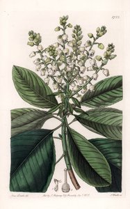 شجرة أربوتوس الأمريكية - نقشها إس واتس ، من رسم توضيحي لسارة آن دريك (1803-1857) ، من السجل النباتي لسيدنهام إدواردز (1768-1819) ، إنجلترا بواسطة سيدنهام تيست إدواردز