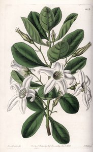 Anthocercis variete, native to Australia - Plate engraved by S.Watts, from an illustration by Sarah Anne Drake (1803-1857), from the Botanical Register of Sydenham Edwards (1768-1819), England بواسطة سيدنهام تيست إدواردز