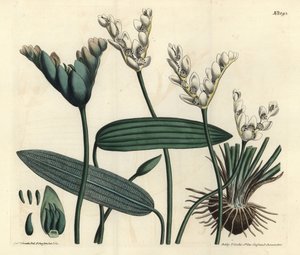 Aponogeton fragrant - Cap-pondweed, Aponogeton distachyos (Forked-flowered aponogeton, Aponogeton distachyon). Handcoloured copperplate engraving by F. Sansom Jr. after an illustration by Sydenham Edwards from William Curtis