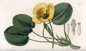 الخشخاش المائي - لوحة محفورة بواسطة S. Watts ، من رسم توضيحي لسارة آن دريك (1803-1857) ، من السجل النباتي لسيدنهام إدواردز (1768-1819) ، إنجلترا بواسطة سيدنهام تيست إدواردز