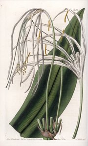 زنبق أرايني أو نرجس البحر أو زنبق البحر - لوحة محفورة بواسطة S.Watts ، من رسم إيضاحي لسارة آن دريك (1803-1857) ، من السجل النباتي لسيدنهام إدواردز (1768-1819) ، إنجلترا بواسطة سيدنهام تيست إدواردز