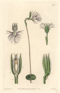 Araignee orchid, native to South Africa - Strong water by S. Watts from an illustration by Sarah Anne Drake (1803-1857), from the Botanical Register بواسطة سيدنهام تيست إدواردز