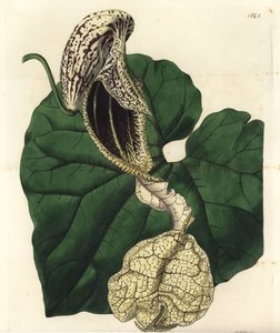 Aristoloche variete - Boat-flowered birthwort, Aristolochia cymbifera. Handcoloured copperplate engraving by S. Watts after an illustration by Miss Sarah Drake from Sydenham Edwards