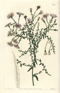 Aster variete - New York aster, Symphyotrichum dumosum (Coris-leaved starwort, Aster coridifolius). Handcoloured copperplate engraving by S. Watts after an illustration by Sarah Drake from Sydenham Edwards