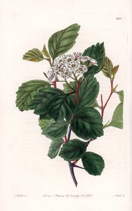 Aubepine أو شوكة بيضاء ، موطنها أمريكا الشمالية - نقشها S.Watts ، من رسم توضيحي لسارة آن دريك (1803-1857) ، من السجل النباتي لسيدنهام إدواردز (1768-1819) ، إنجلترا بواسطة سيدنهام تيست إدواردز