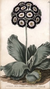 أذن أو أذن الدب. نقش نحاسي ملون ، رسم توضيحي لسيدنهام إدواردز (1768-1819) لمؤتمرات نباتية ، حديقة لامبث النباتية (إنجلترا) بواسطة سيدنهام تيست إدواردز