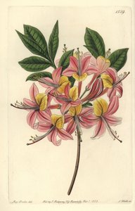 Azalee pontic yellow - أزاليا صفراء ، Rhododendron luteum (أزاليا بونتيك قابلة للتغيير ، أزاليا بونتيكا مبرقشة). نقش على لوح نحاسي ملون يدويًا بواسطة S. Watts بعد رسم توضيحي من Miss Sarah Drake من سجل نباتات سيدنهام إدواردز ، Ridgeway ، L بواسطة سيدنهام تيست إدواردز