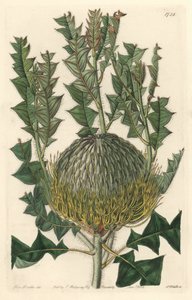 Banksia speciosa ، في الأصل من أستراليا - مياه قوية S. Watts من رسم توضيحي لسارة آن دريك (1803-1857) ، من السجل النباتي بواسطة سيدنهام تيست إدواردز