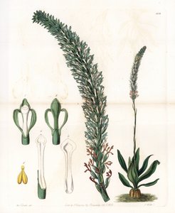 Belle sauroglossum - لوحة محفورة بواسطة S. Watts ، من رسم توضيحي لسارة آن دريك (1803-1857) ، من السجل النباتي لسيدنهام إدواردز (1768-1819) ، إنجلترا بواسطة سيدنهام تيست إدواردز