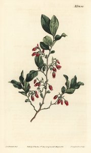 Black huckleberry, Gaylussacia baccata (Red-flowered clammy whortle-berry, Vaccinium resinosum) - Handcoloured copperplate engraving by F. Sansom Jr. after an illustration by Sydenham Edwards from William Curtis