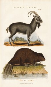 الماعز الأزرق والقندس